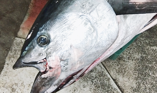 仲卸業務スタッフ